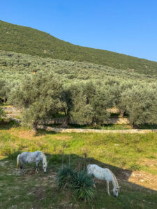 Montenegro reis ja loodusmatk - Ulcinj